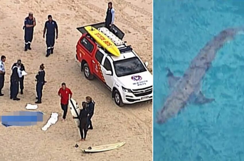  Αυστραλία: Καρχαρίας επιτέθηκε και σκότωσε σέρφερ