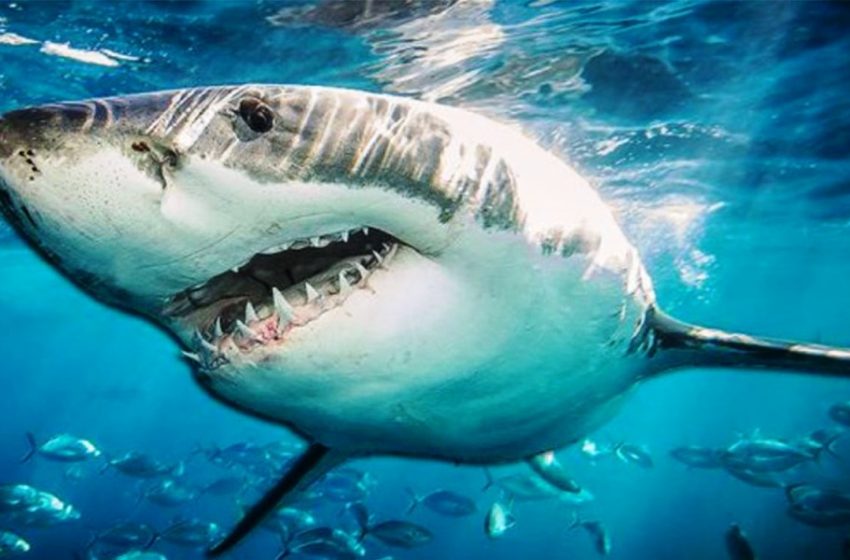  Νέα έρευνα: Στο συκώτι του καρχαρία το μυστικό για τον κοροναϊό (vid)
