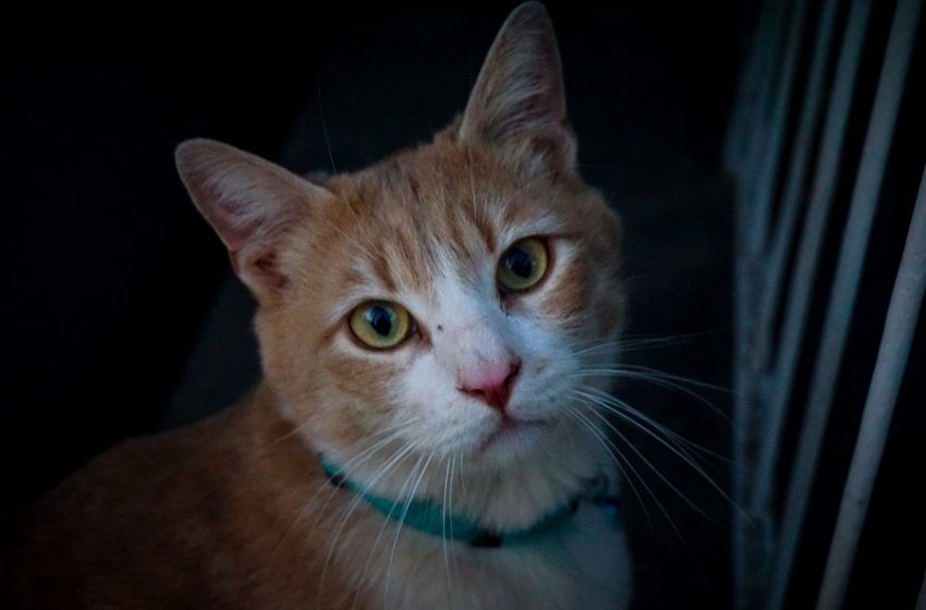  Φρίκη στα Καμίνια: Έκλεισαν γάτα σε τσουβάλι και το πέταξα (vid)