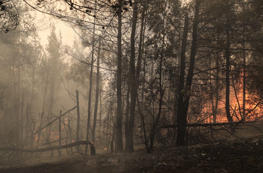  Λέκκας: Στην Εύβοια 300.000 στρέμματα δάσους έχουν καταστραφεί ολοσχερώς