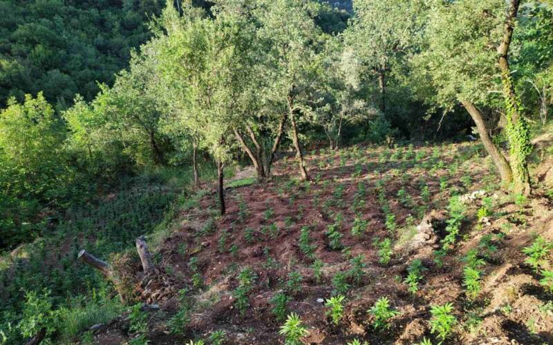  Θεσσαλονίκη: Εντοπίστηκε φυτεία κάνναβης με δενδρύλλια έως 4 μέτρα