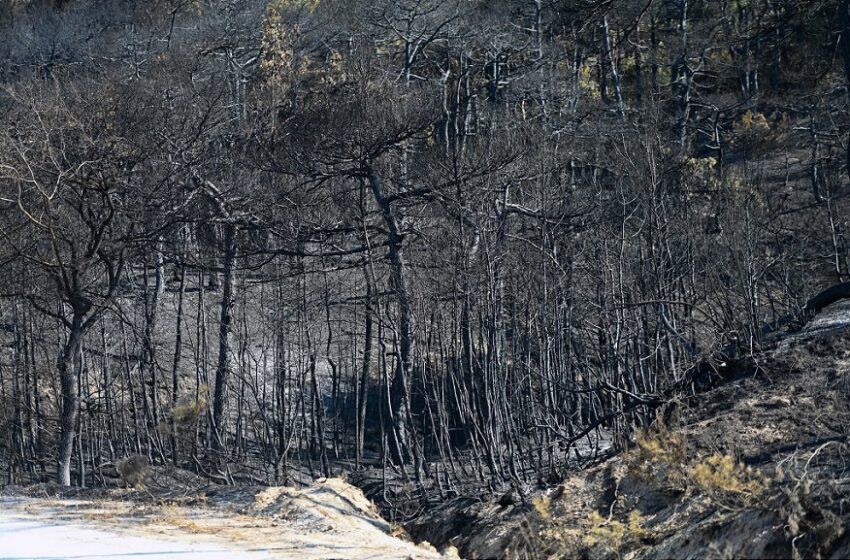  Κοντοδεσπότι Εύβοιας: Κάηκαν πεύκα, ελιές και αποθήκη με ανακυκλώσιμα λάδια
