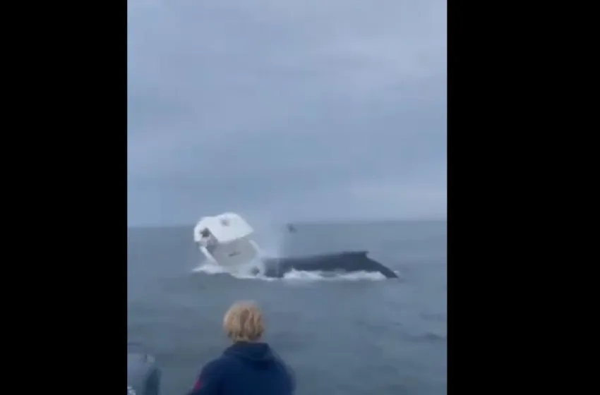  Φάλαινα “προσγειώνεται” σε βάρκα και εκτοξεύει τους ψαράδες στον αέρα-Βίντεο ΣΟΚ