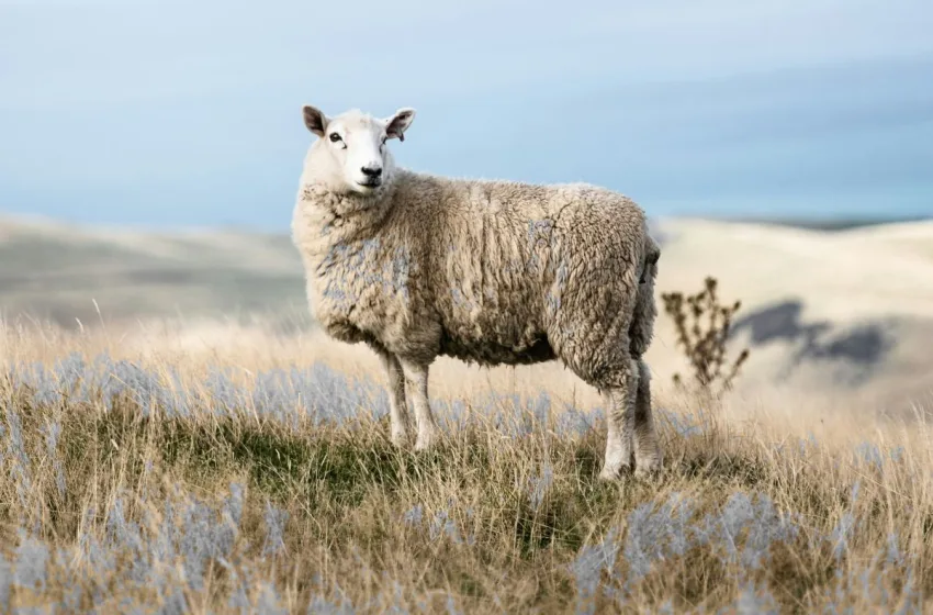  Λάρισα: Νέα κρούσματα πανώλης σε αιγοπρόβατα – Θανατώθηκαν περισσότερα από 2.000 αμνοερίφια