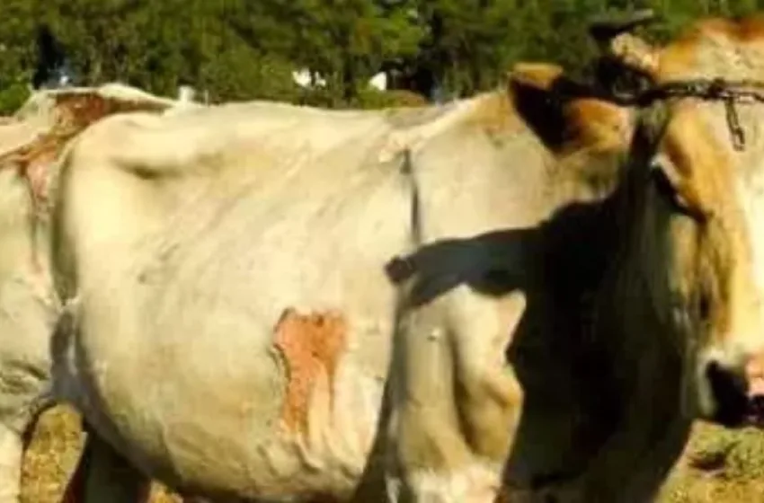  Κως: Καταγγελία για κακοποίηση αγελάδων -Με τραύματα και δεμένες από το λαιμό (εικόνες, vid)