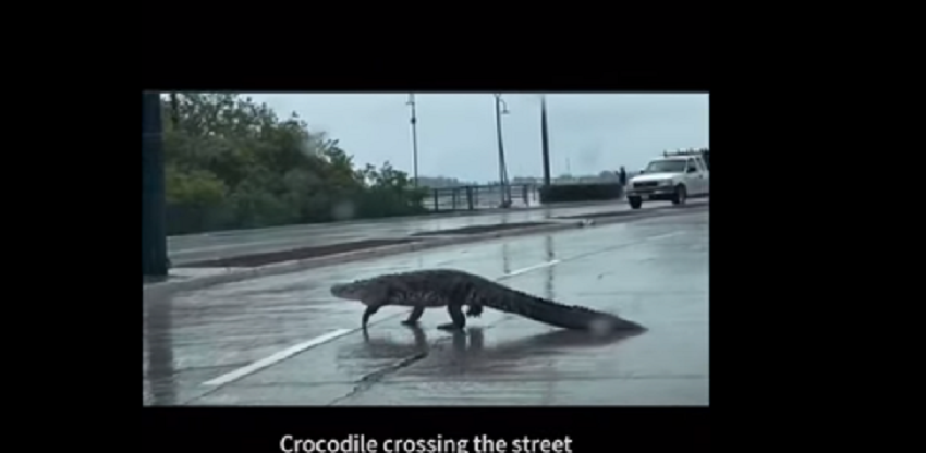  Οι… κροκόδειλοι βγήκαν στους δρόμους