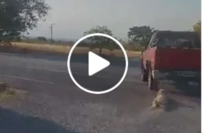  Κτηνωδία: Έδεσε σκύλο στο αγροτικό και τον έσερνε στην άσφαλτο (vid)