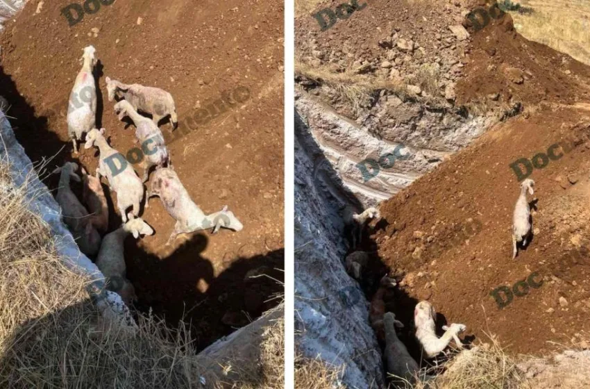  Πανώλη Θεσσαλία/Σοβαρή καταγγελία και σκληρές εικόνες: Τα πρόβατα θάφτηκαν ζωντανά