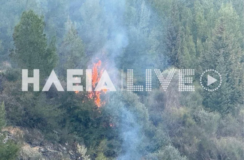 Πύργος: Καίγεται αναγεννημένο δάσος-Συναγερμός στην πυροσβεστική